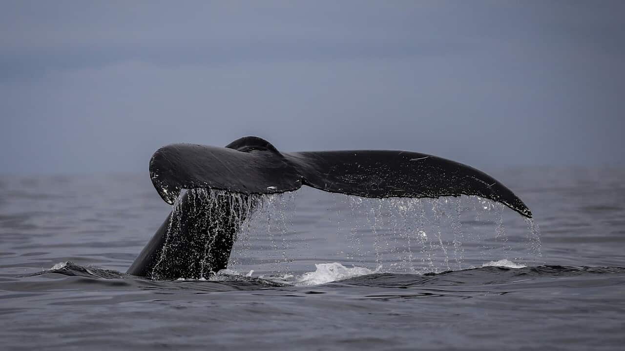 Colombia Whales