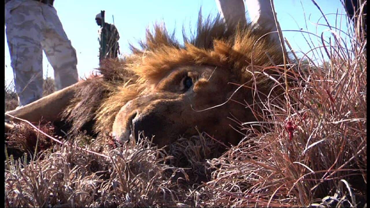 lion_dateline_sbs.jpg