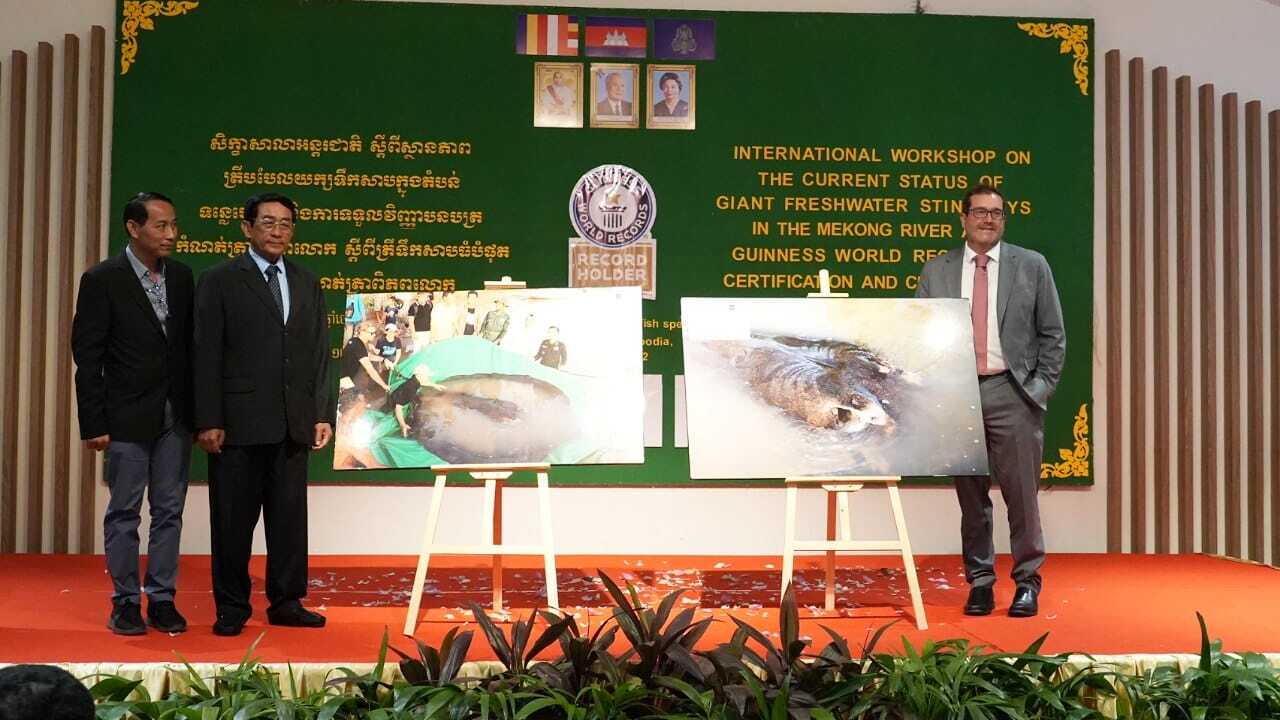 Cambodia fresh water Stingray.jpg