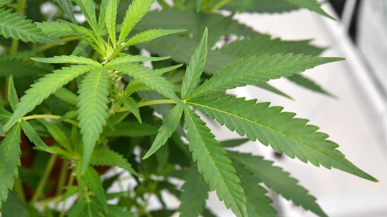 Cannabis plants