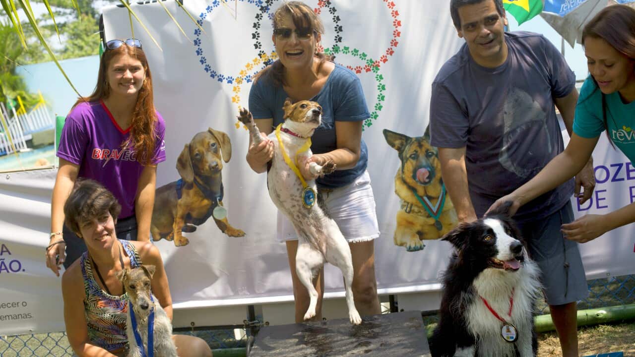 "Mima," center, jumps after winning the gold medal in the jumping competition during the Dog Olympic Games.