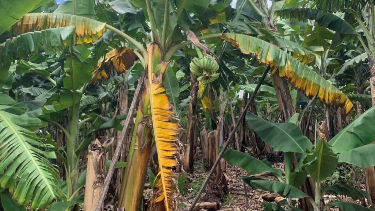 Once Panama disease infects a farm's soil, it is almost impossible to grow a viable crop.