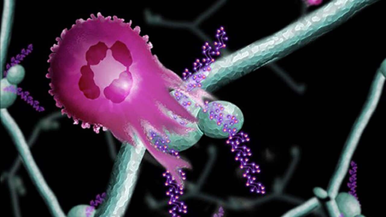 Artist impression of a neutrophil attacking a cancer cell.