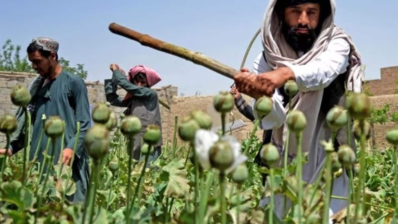 تخريب مزارشع خشخاش در افغانستان.png