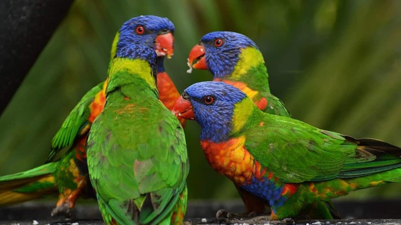 man fined for killing lorikeet