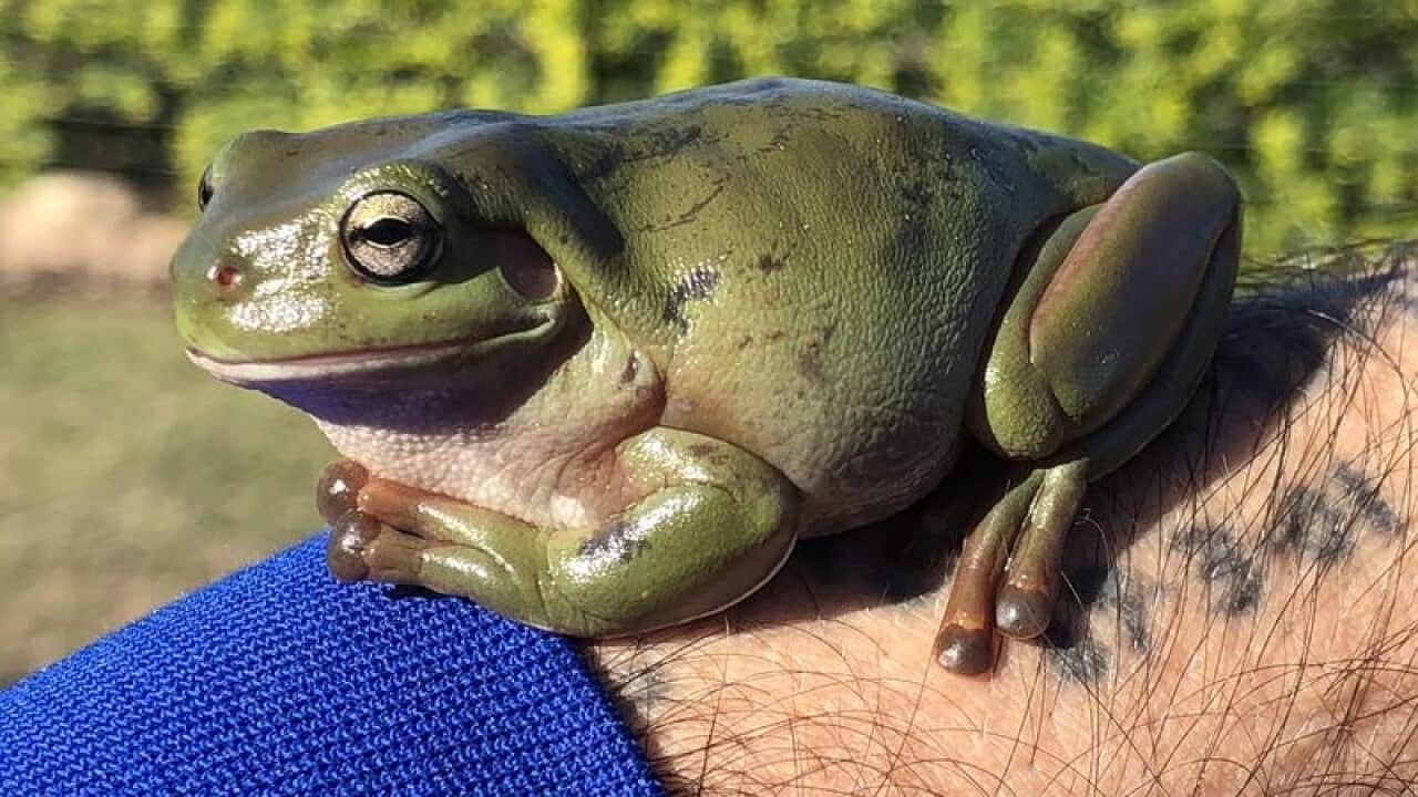 Lucky the tree frog.