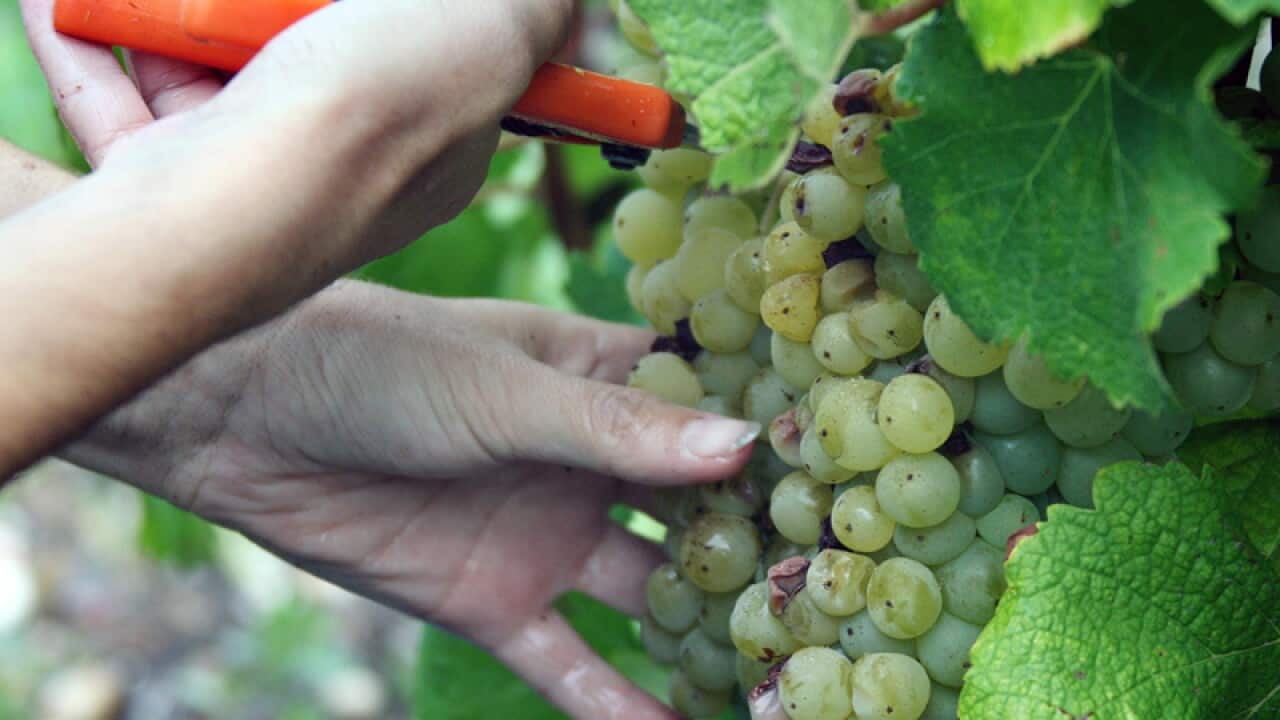 White grapes are harvested at the vineyards