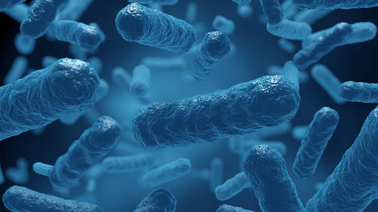A computer illustration of Mycobacterium tuberculosis bacteria