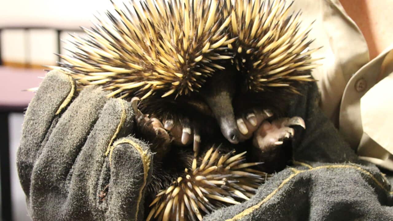 An echidna from the Currumbin Wildlife Sanctuary
