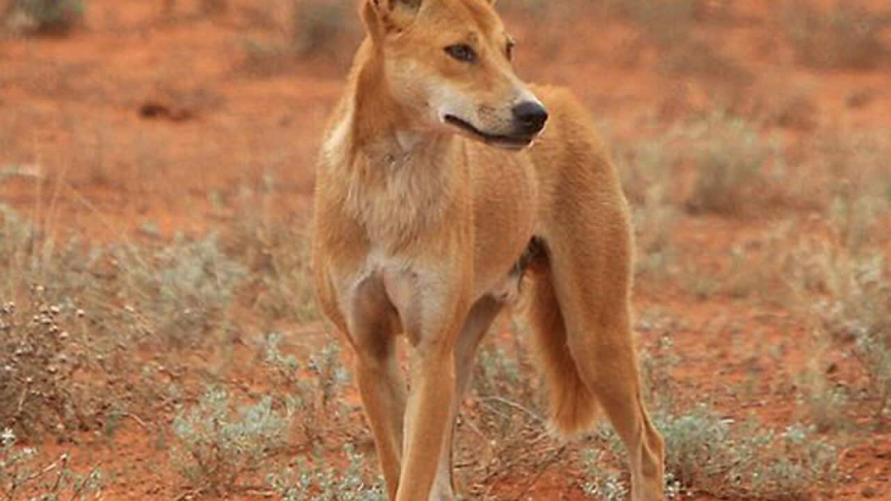 A dingo seen in the wild