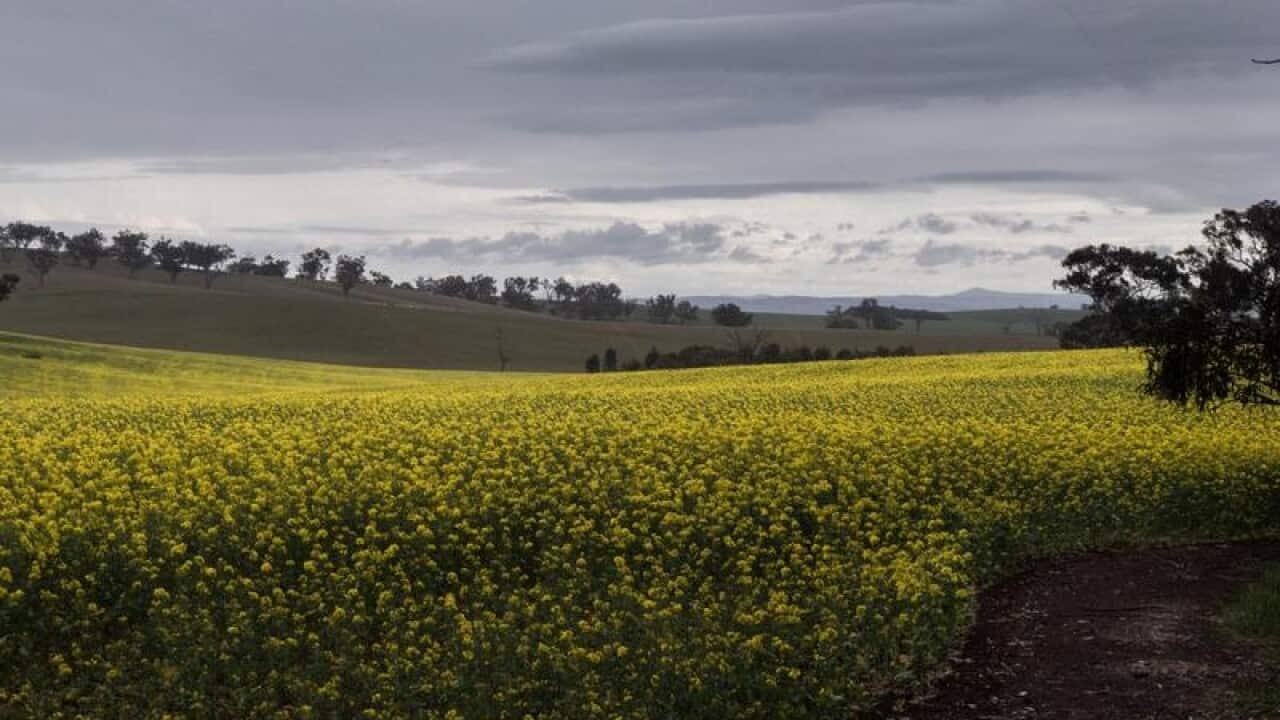 Rain clouds are seen forming outside the regional NSW town of Harden.