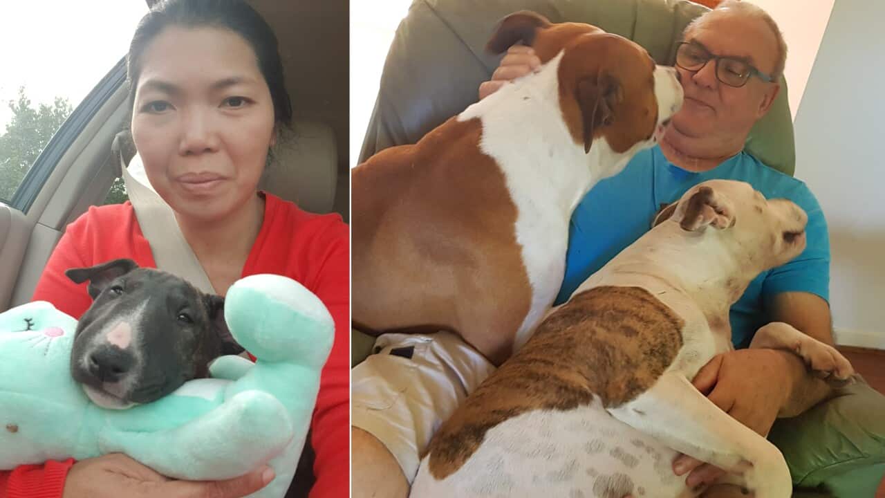 covid 19, coronavirus, puppy scams, dog breeder