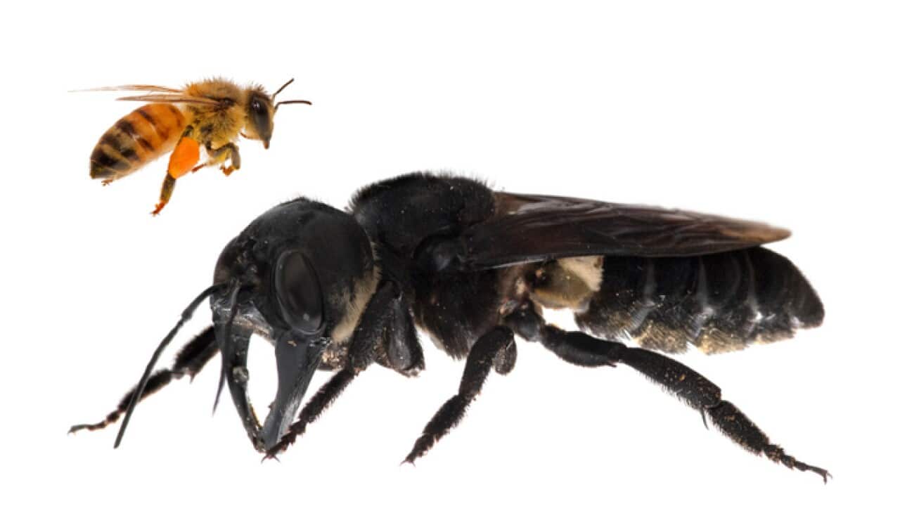 The world's largest bee, Wallace's giant bee, which has been rediscovered more than 160 years after it was first seen on a tropical Indonesian island.