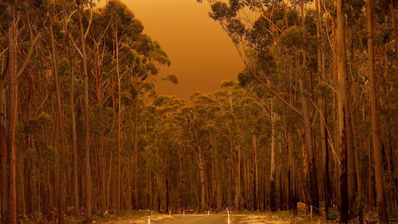 Evacuations Begin Following East Gippsland Bushfires