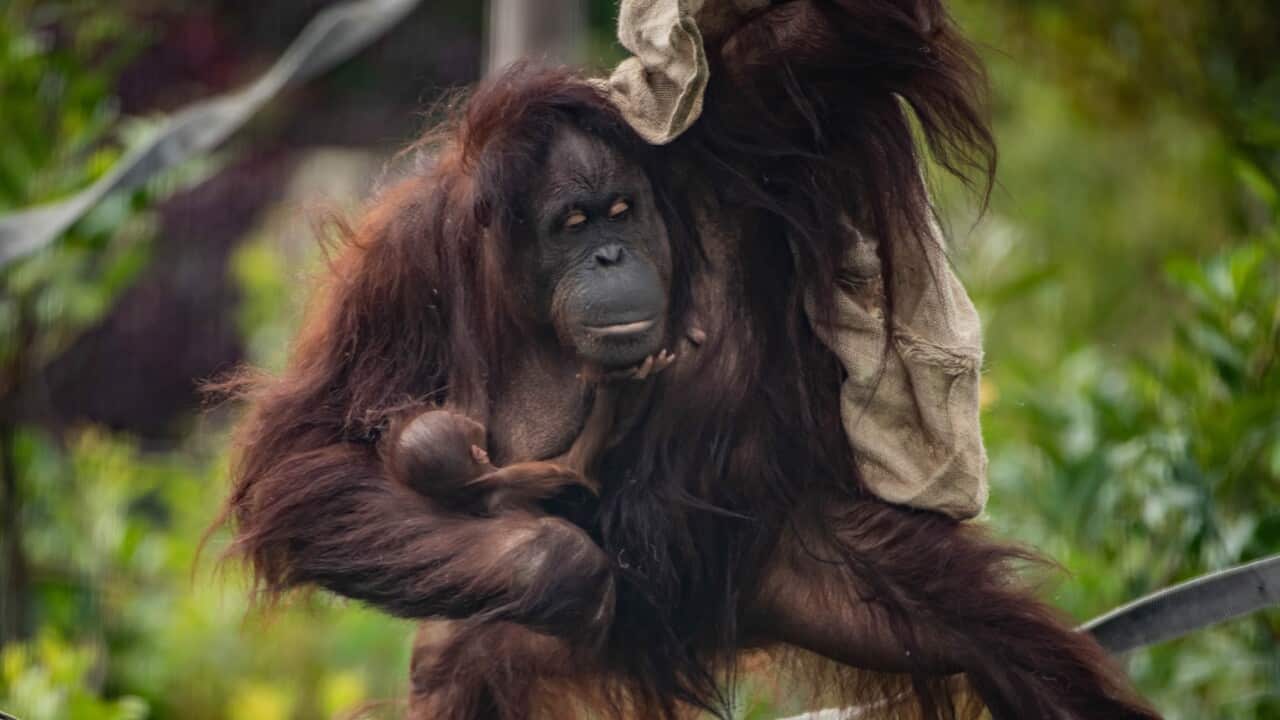 Orangutans' forest homes are under threat by deforestation blamed on palm oil production (AAP).