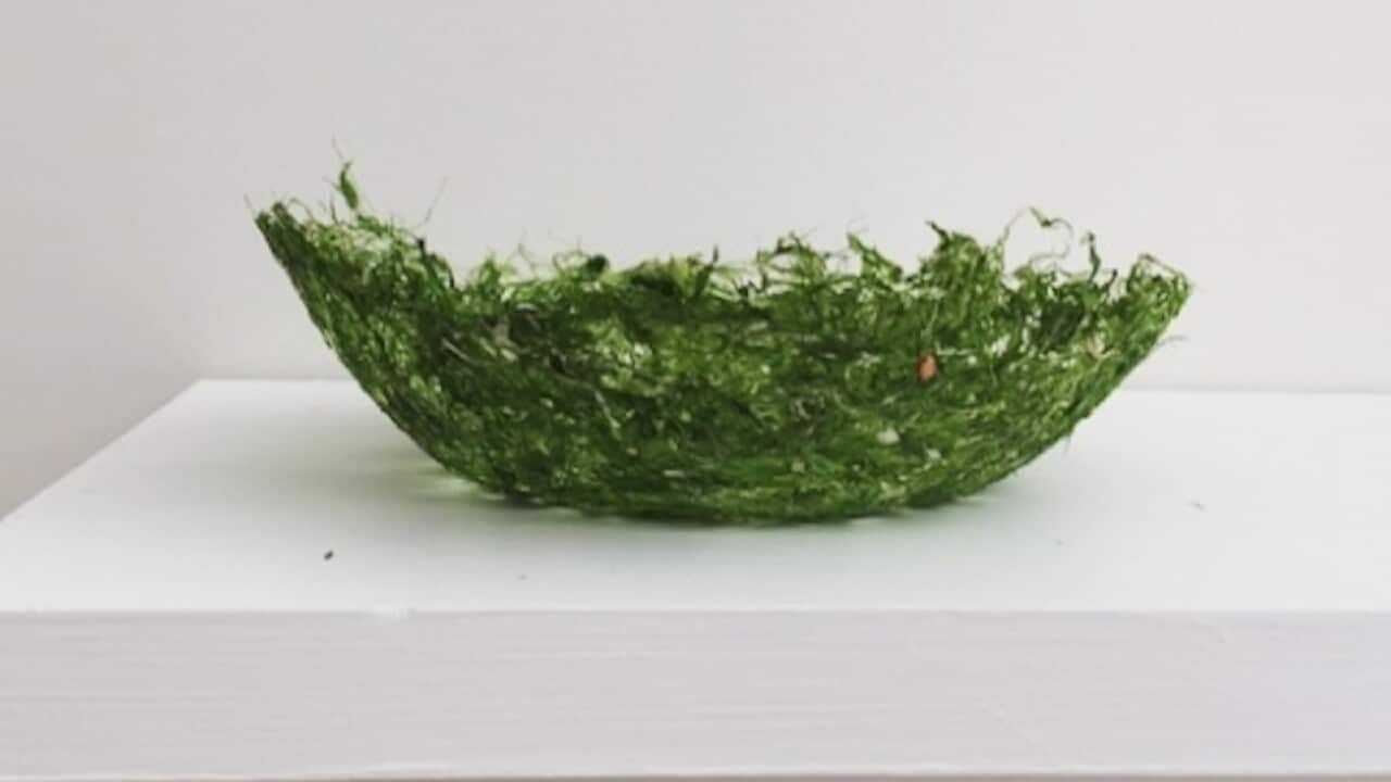 Jessica Zinga's Sea Harvest.