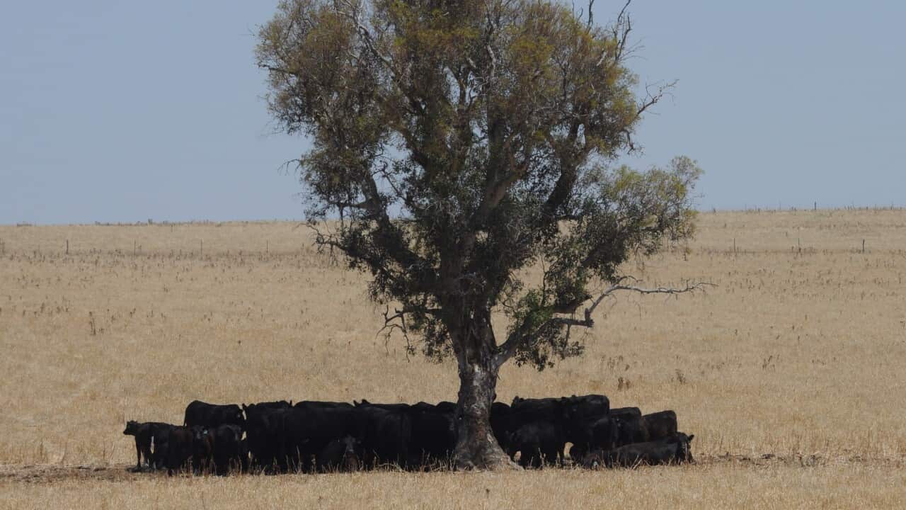Heatwave - Cootamundra