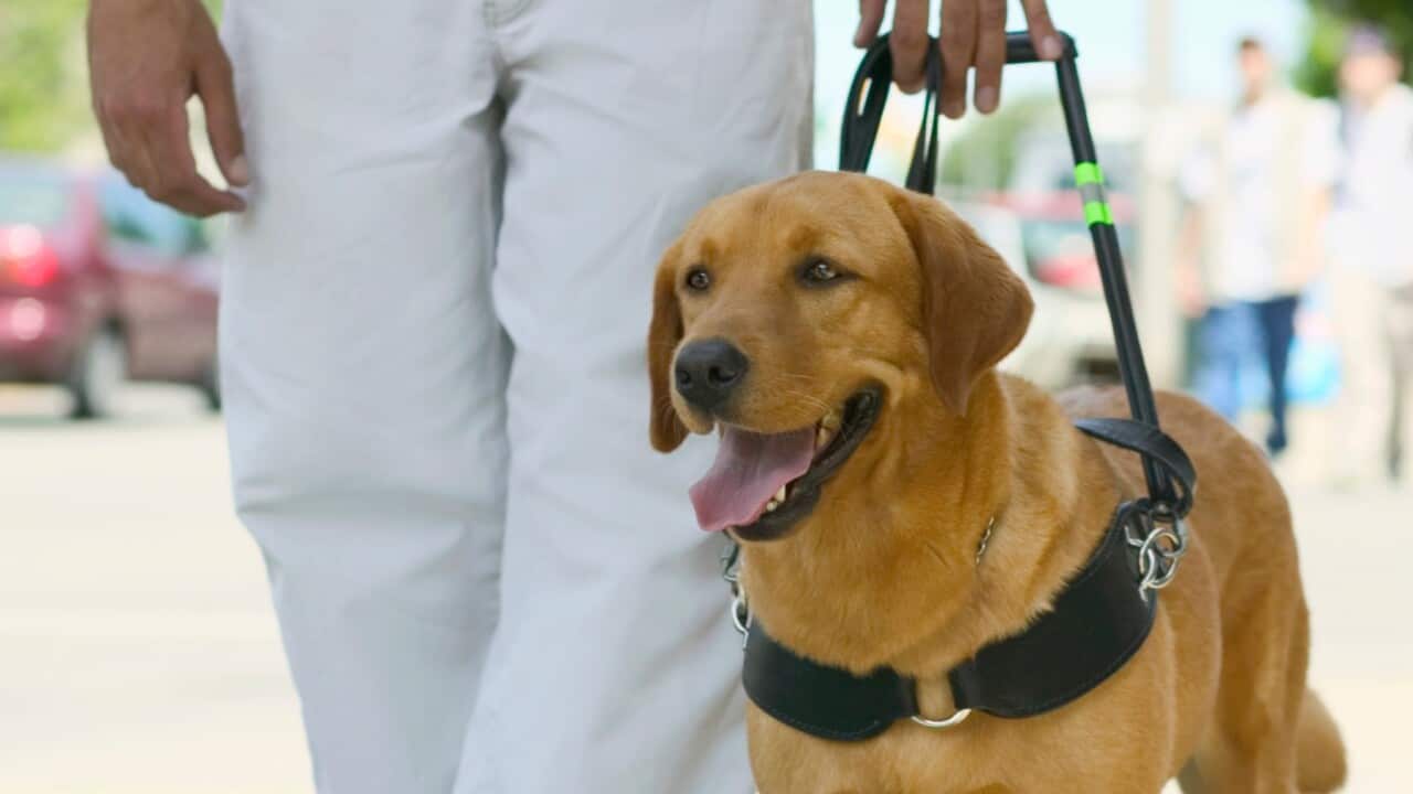 Guide Dog