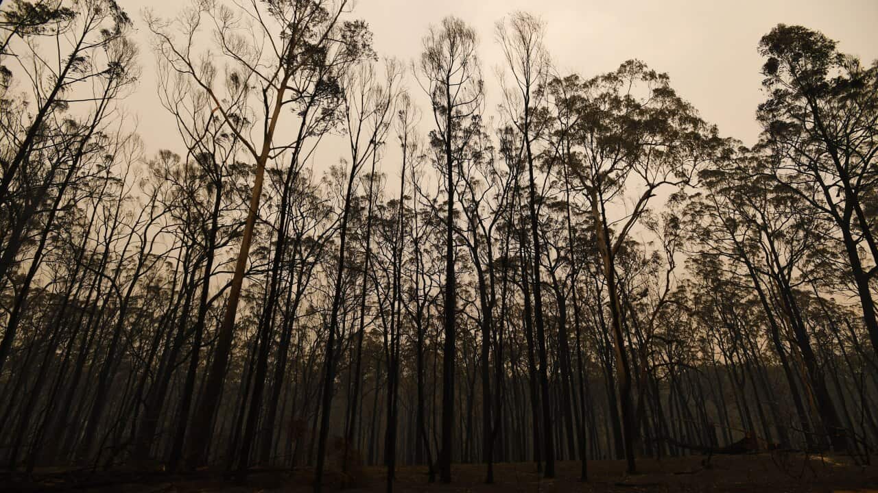 Burnt out trees along the Great Alpine road in Sarsfield, Victoria.