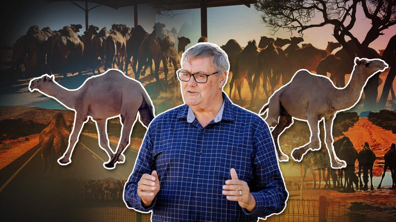 A composite image of large camels and a man in a blue shirt