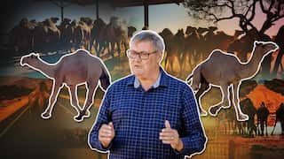 A composite image of large camels and a man in a blue shirt