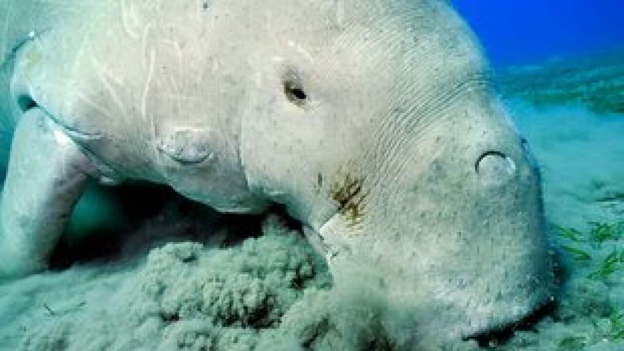 Dugong