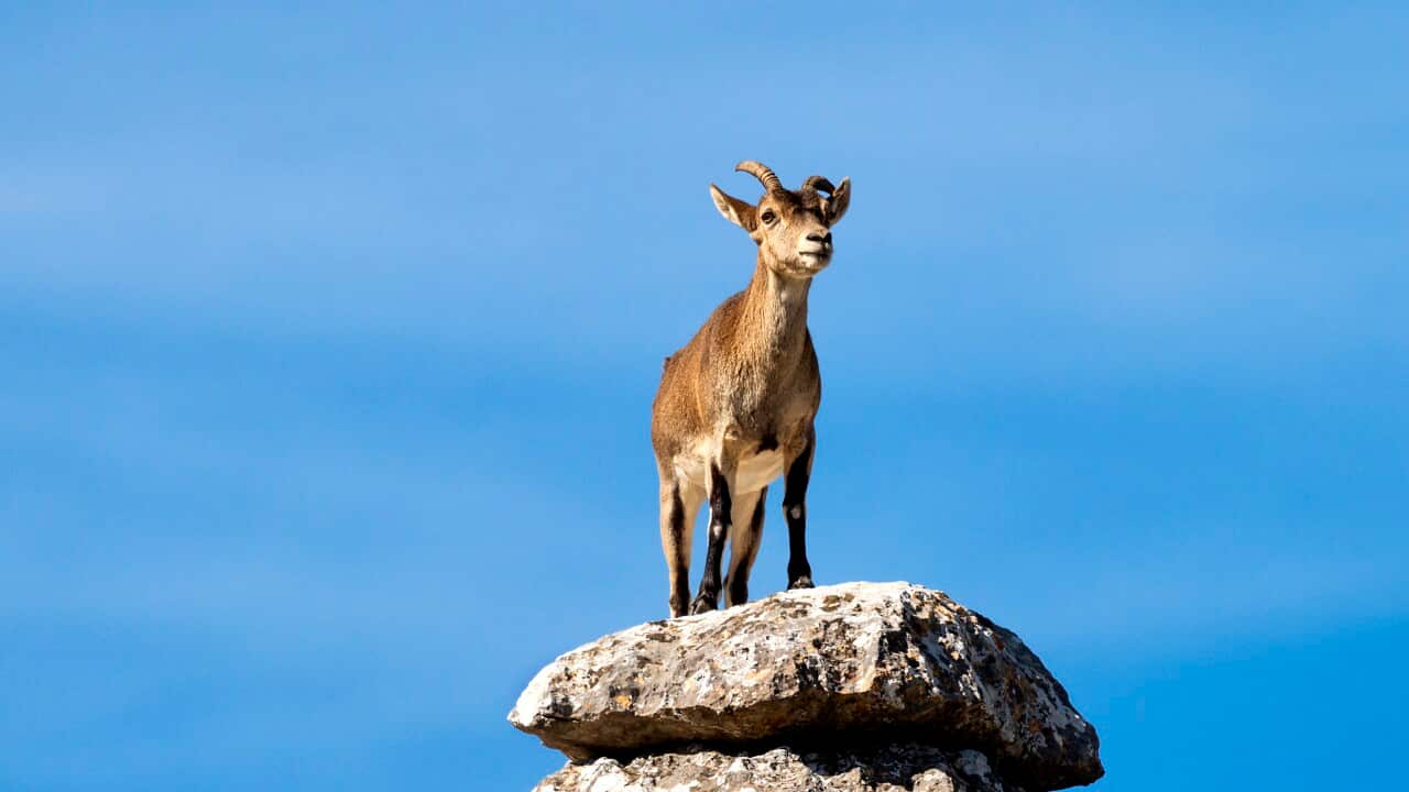 Goat female Spanish Ibex (capra pyrenaica) in a rocky landscape of Torcal de Antequera, Andalusia, Spain