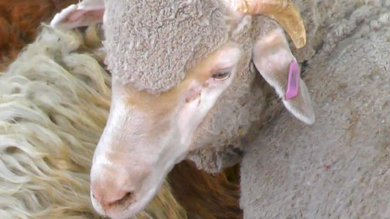 A file image of a sheep being sold at a Middle East market