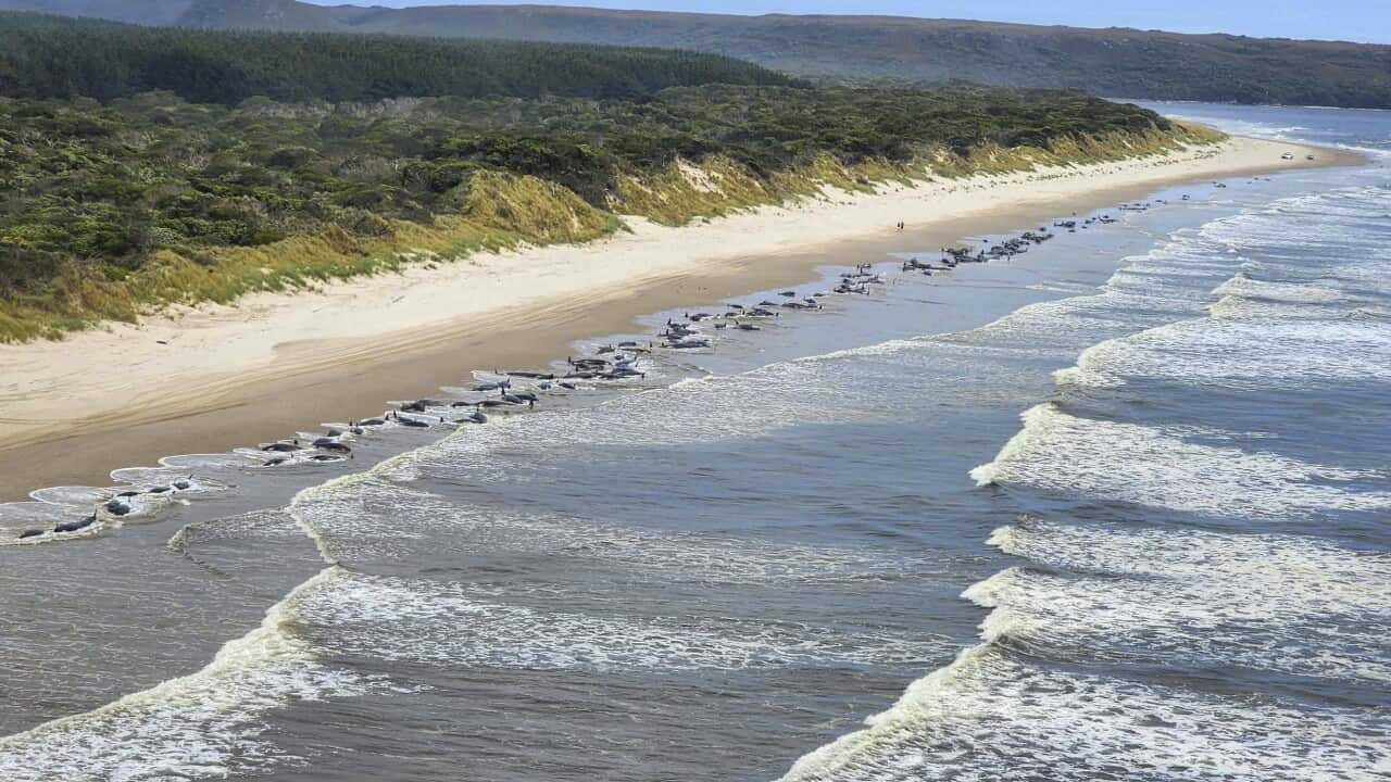 tasmania Whales