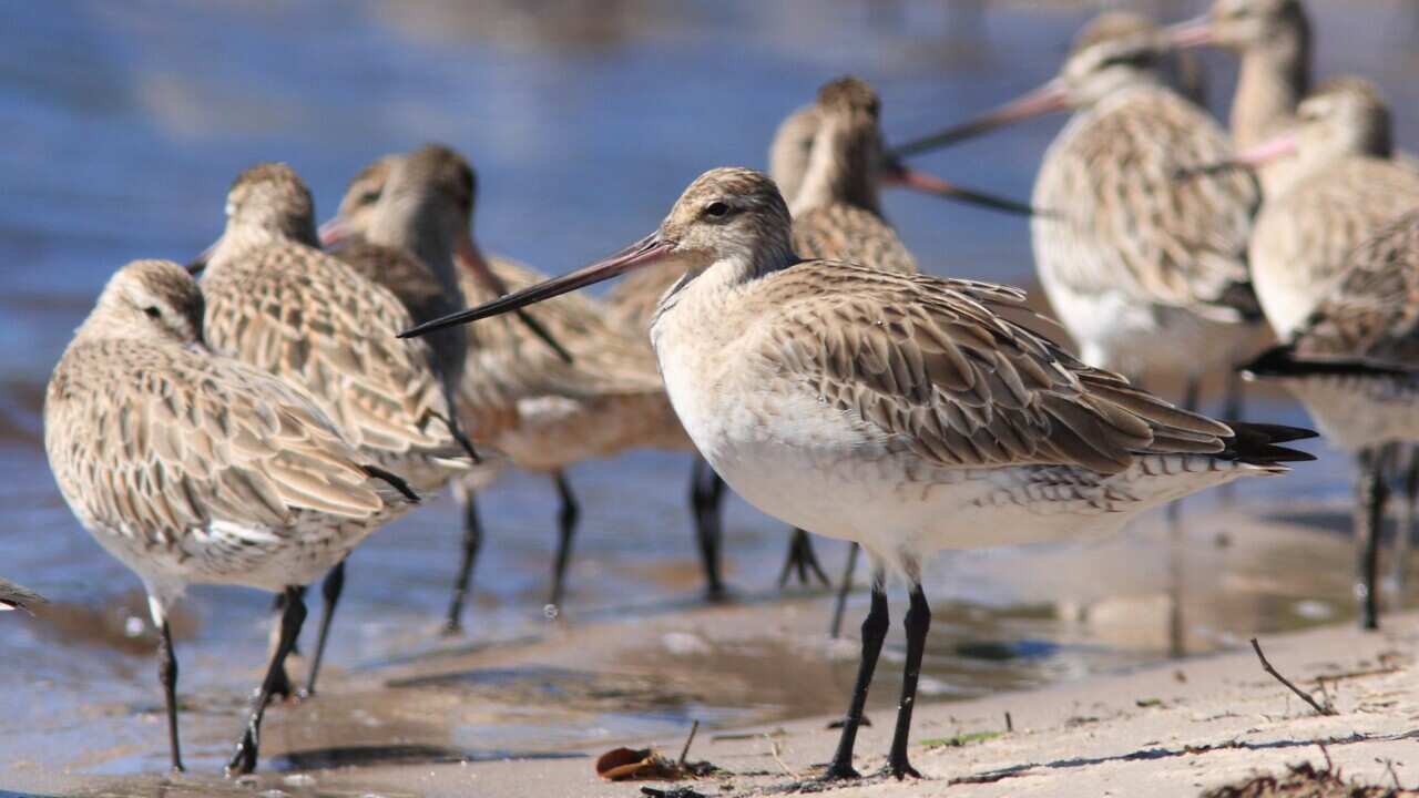 A flock of bar-tailed godwit birds
