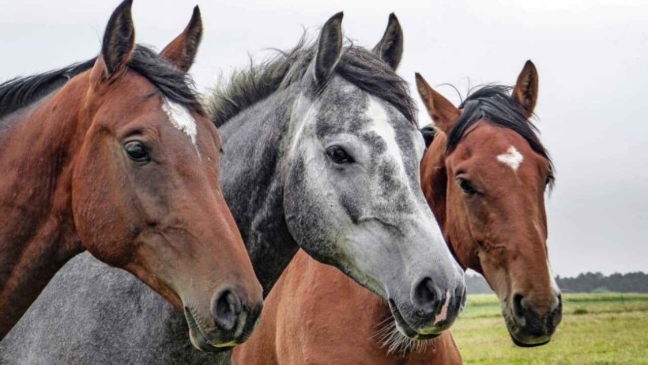 Racing horses