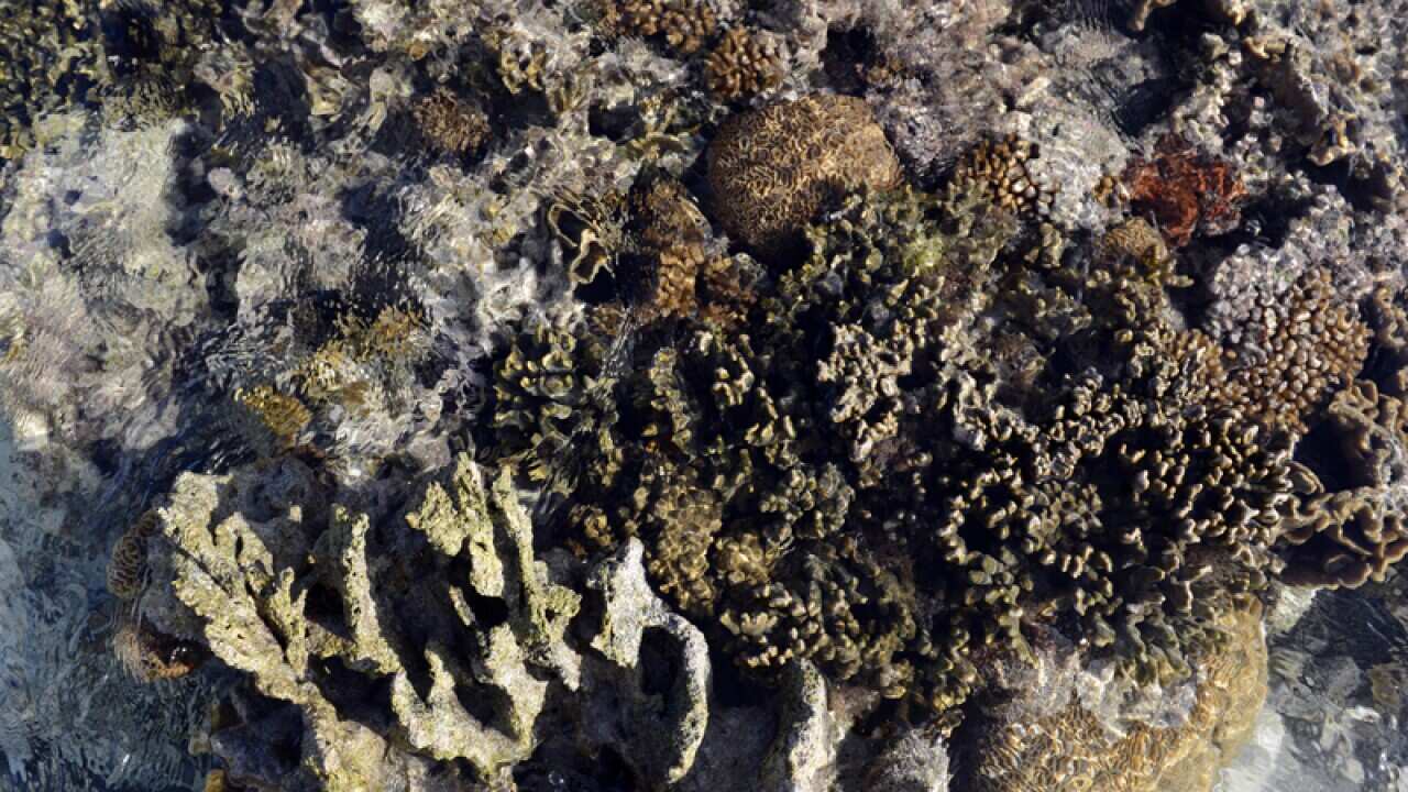Corals at Lady Elliott Island in the Great Barrier Reef