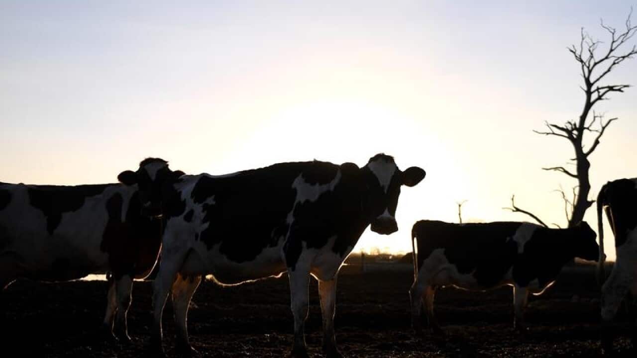 Dairy cattle during milking time at a farm.