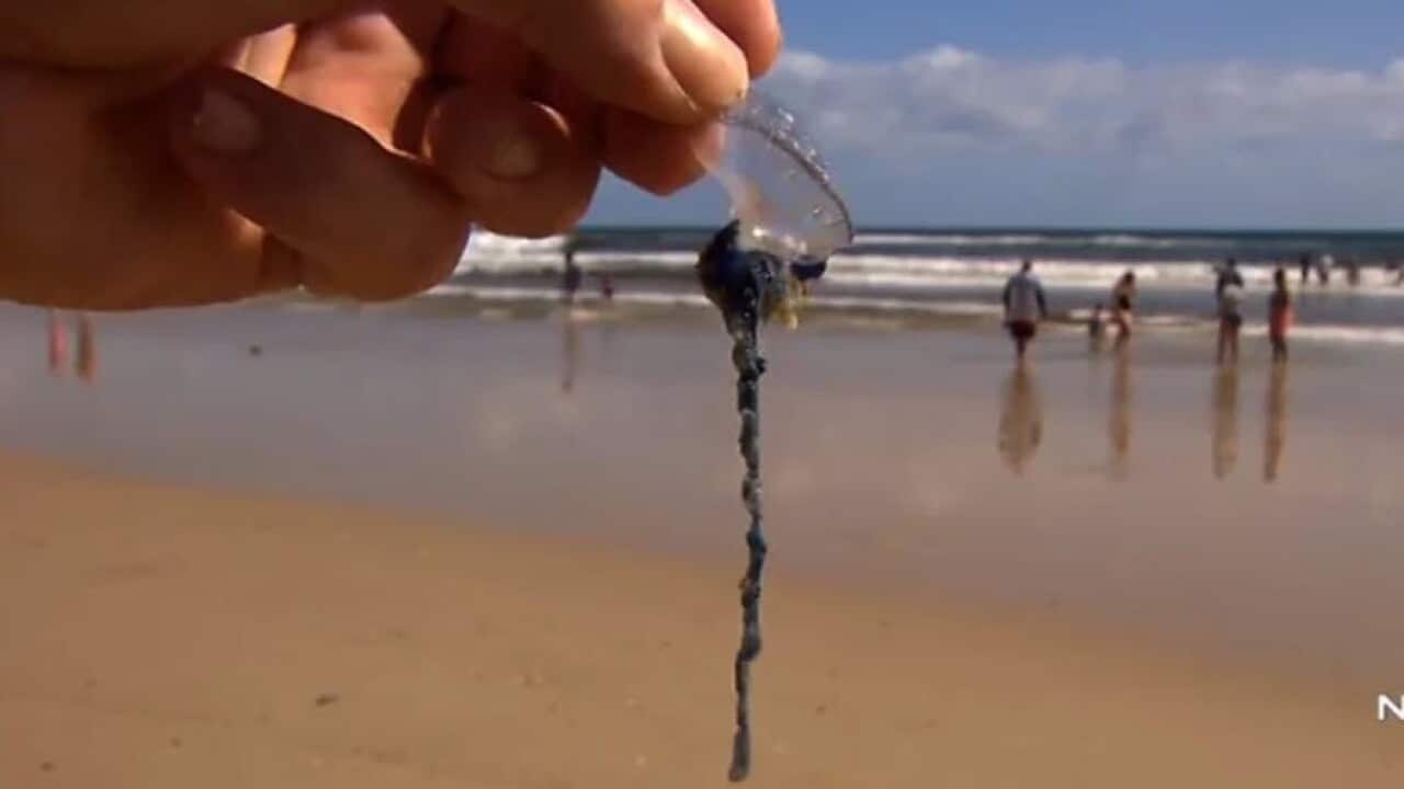 Swarms of bluebottles have hit Queensland beaches. 