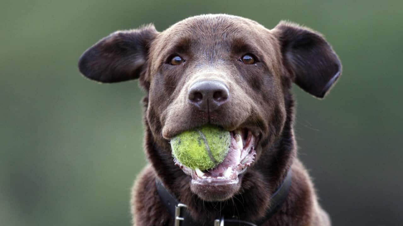 Chocolate labrador runs.