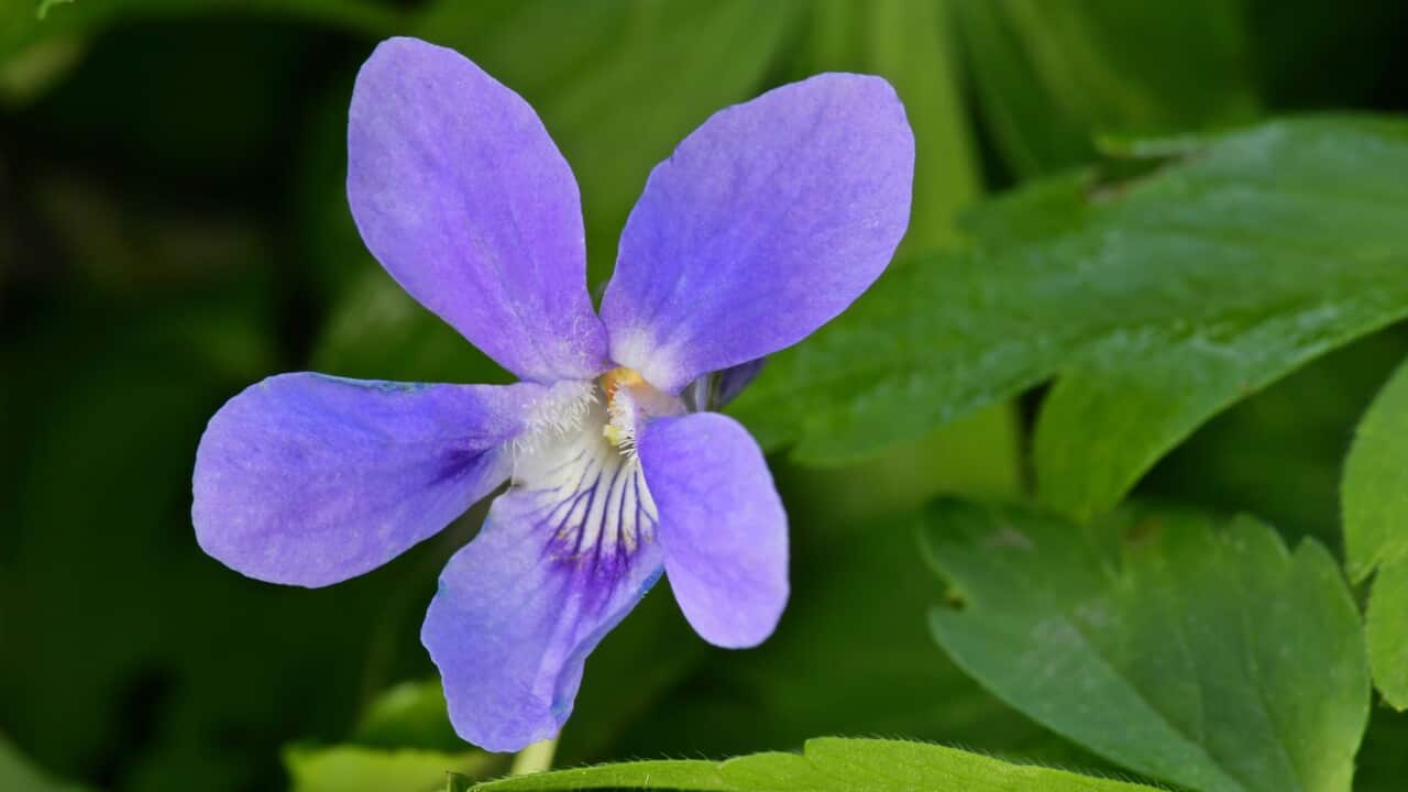 Early dog violet - single blossom growing on forest floor