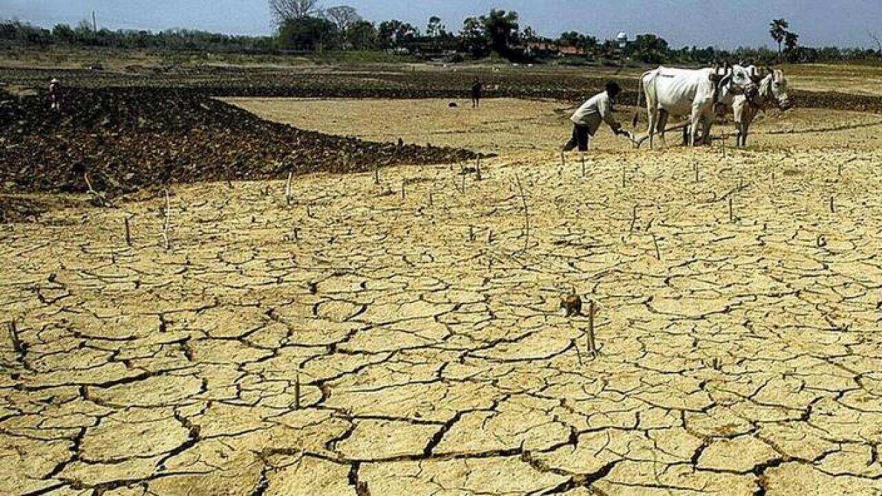 An Indonesian farmer ploughs his dry paddy fields with the help of a pair of bullocks in Rembang, Central Java, Indonesia.