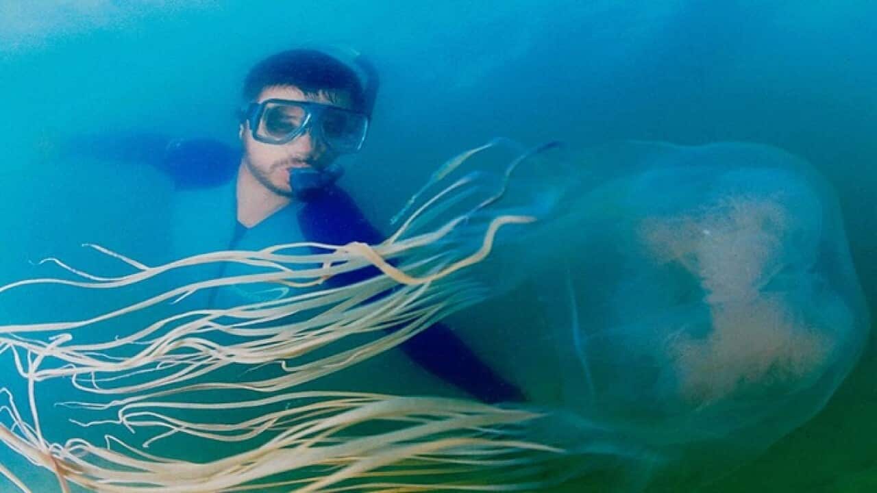 box jellyfish
