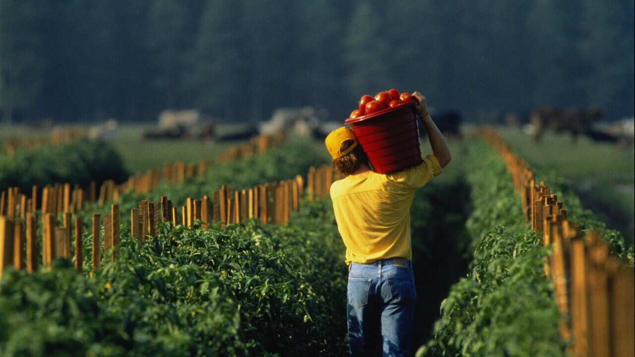 Farm labourer carrying bucket of tomatoes on shoulder, rear view