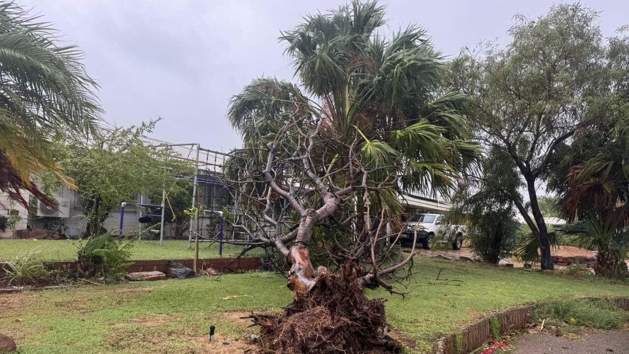 An uprooted tree after a storm