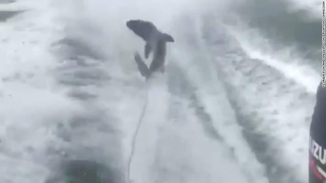 A video appearing to show animal cruelty emerges from Florida.