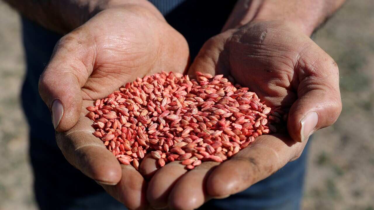 BARLEY EXPORTS CHINA TARIFFS