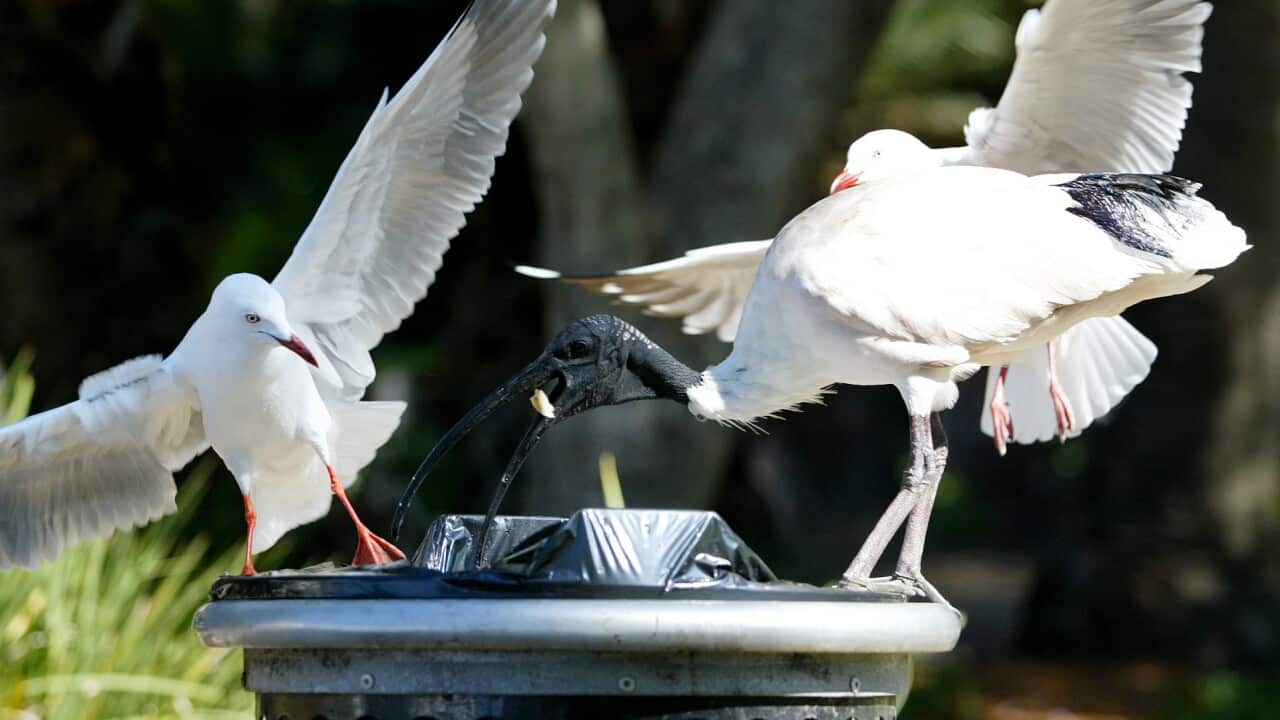An Australian white ibis eating food from a rubbish bin. Two seagulls are either side of it
