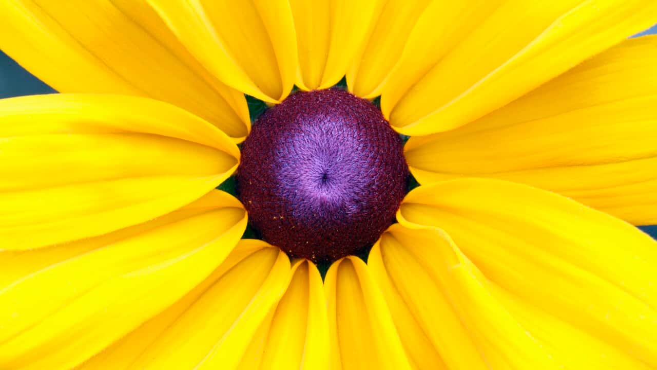 Black-eyed Susan - detailed study of flower head