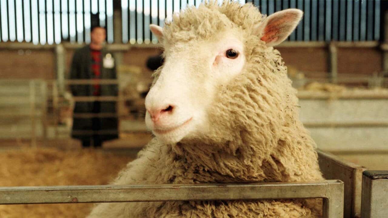 dolly clone sheep