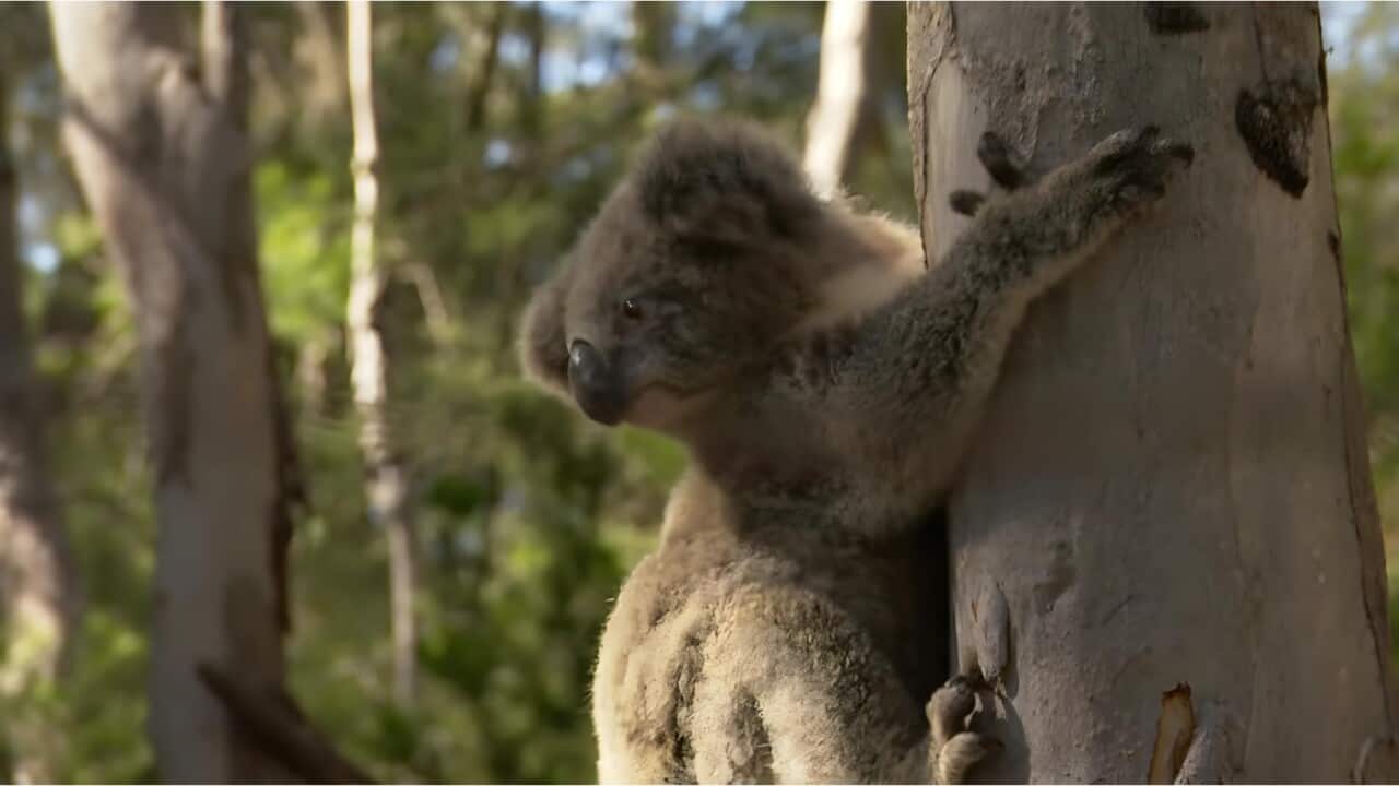 A koala climbing a tree (SBS).jpg