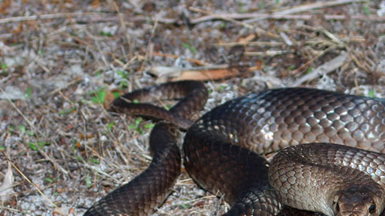 This large snake is a member of the Brown snake family, its venom is extremely toxic and a bite potentially can be fatal if not treated.
