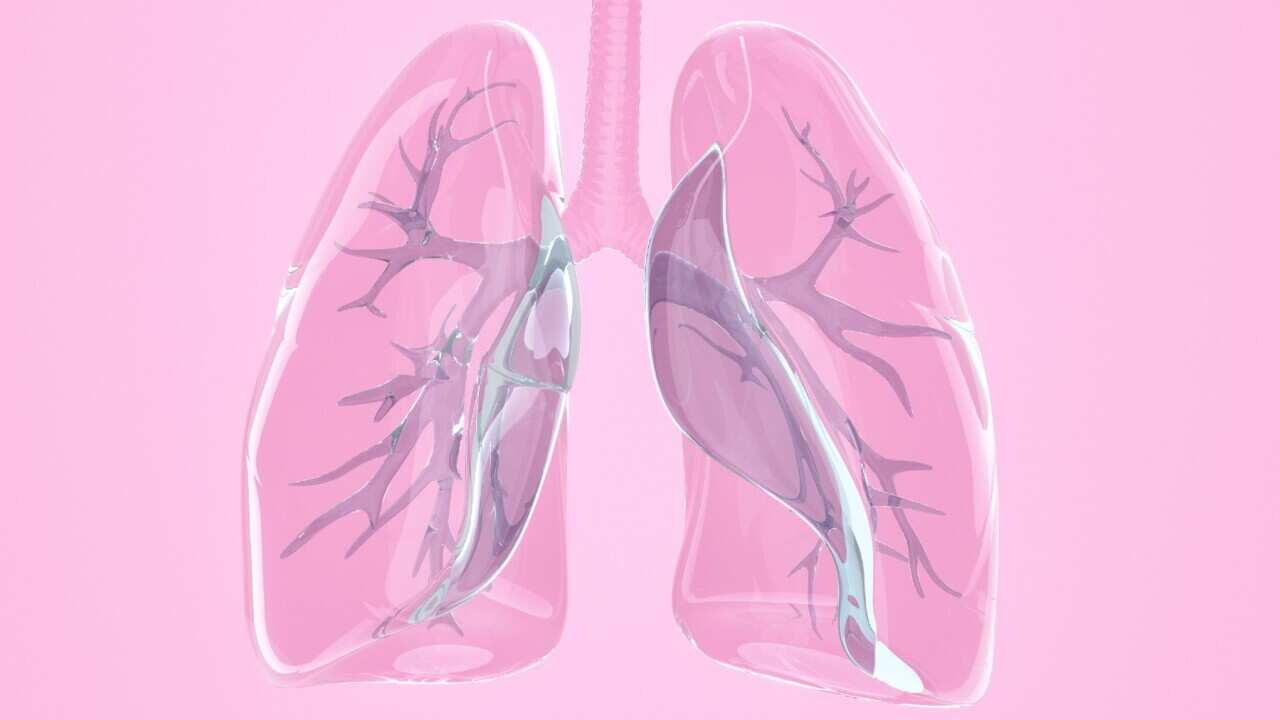 lungs