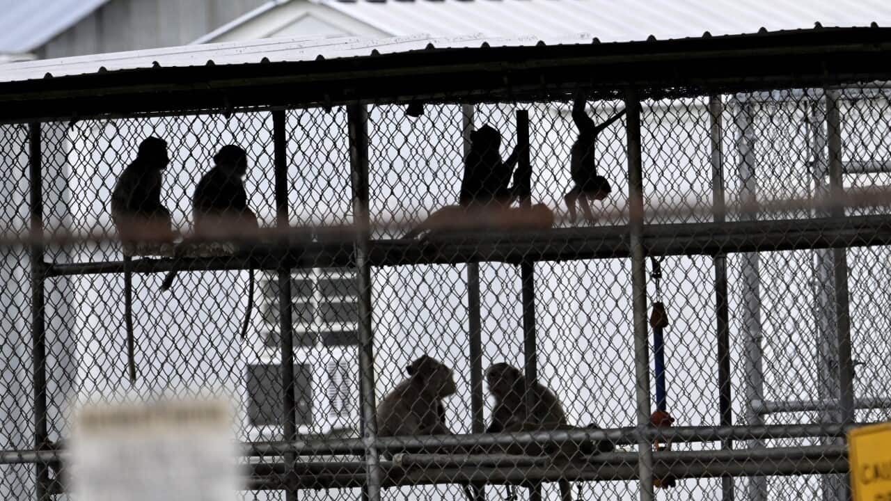 Monkeys inside of a cage.