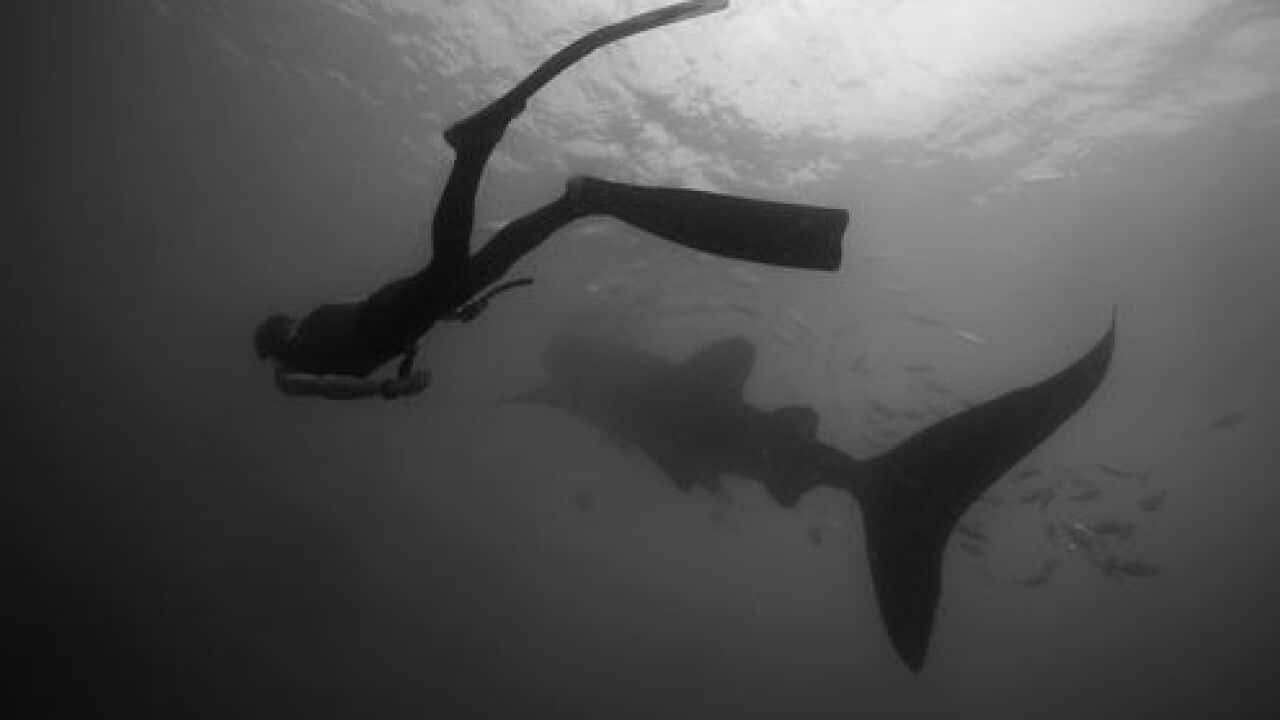 Sharks often bite people less to kill and more as a mistake.